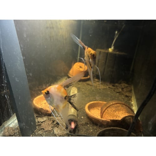 Young Koi Angelfish Pair WYSIWYG