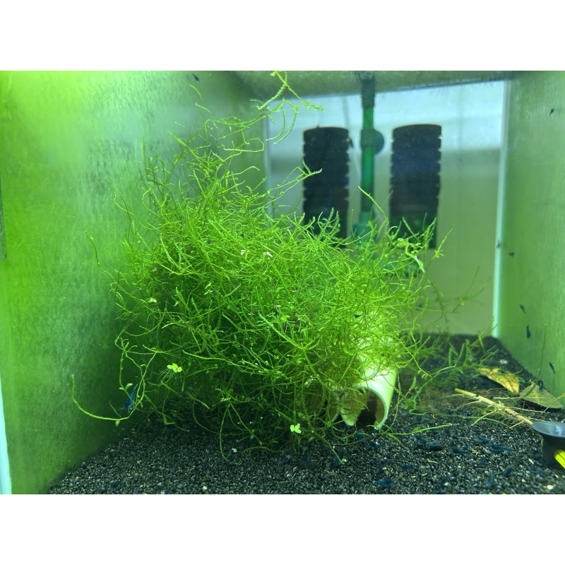 Java Moss - 2oz Cup (BUY 2 GET 1 FREE)