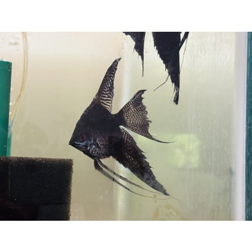 Stunning DD Black Veil x Veil Smokey Pinoy