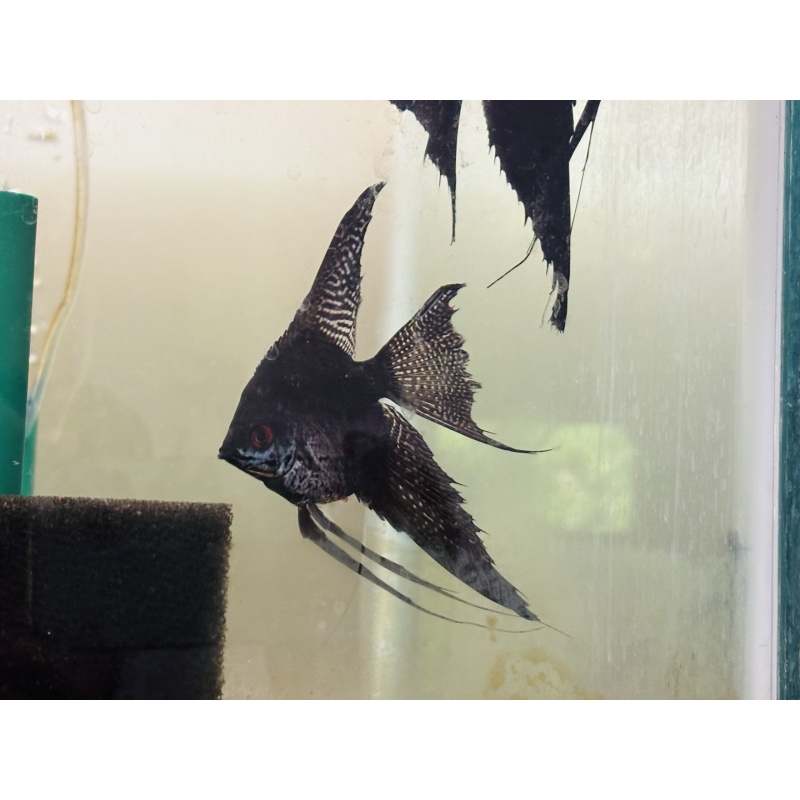 Stunning DD Black Veil x Veil Smokey Pinoy