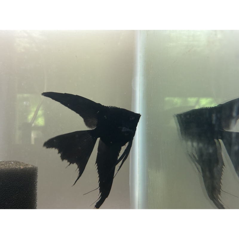 Stunning DD Black Veil x Veil Smokey Pinoy