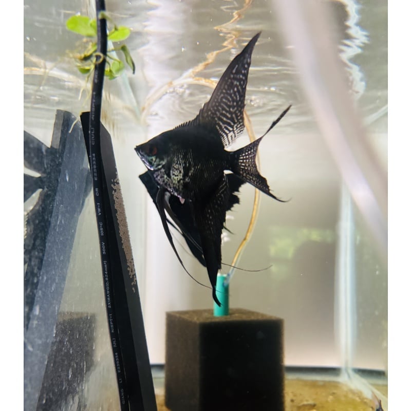Stunning DD Black Veil x Veil Smokey Pinoy