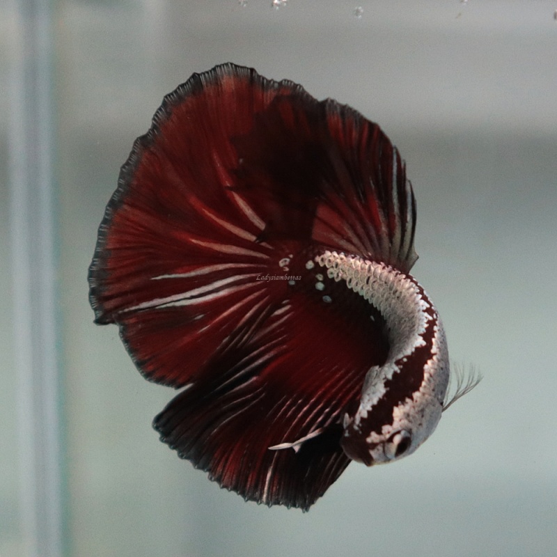 [Thailand] Black Red Samurai HM (Male)