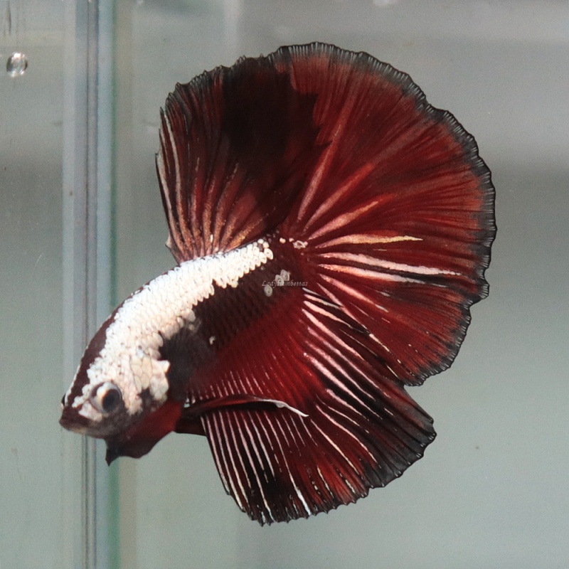 [Thailand] Black Red Samurai HM (Male)