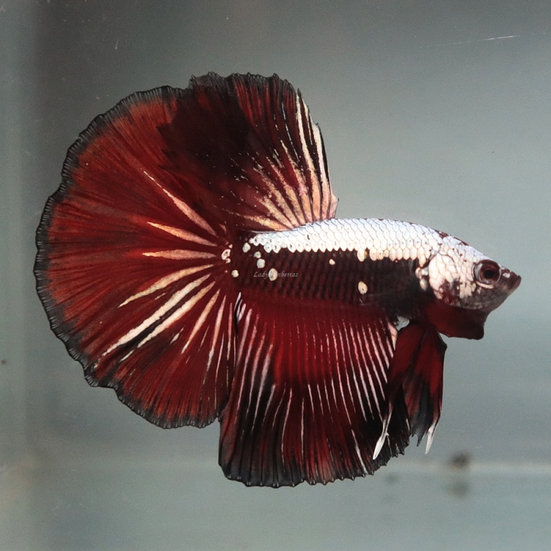 [Thailand] Black Red Samurai HM (Male)