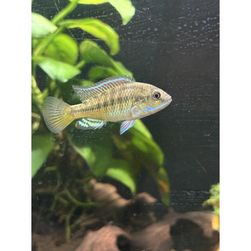 Ruaha African Mouthbrooder (5 fish)