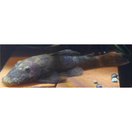 SF Calico Bushynose Pleco Breeding Pair