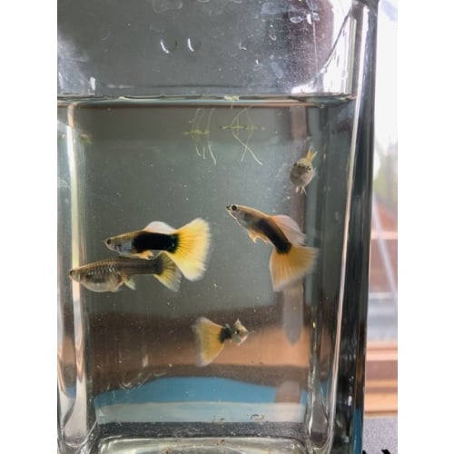 2 TRIOS HALF BLACK YELLOW GUPPIES...HATCERY BRED