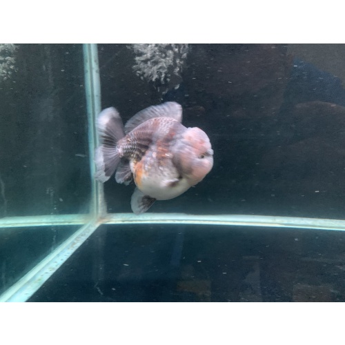 Oranda short tail