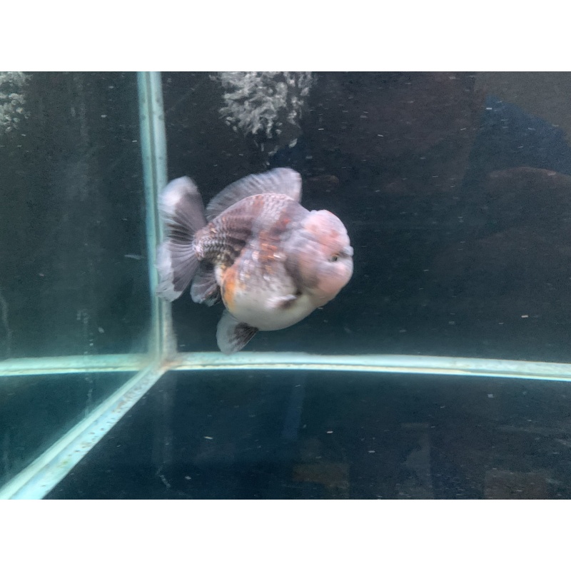 Oranda short tail