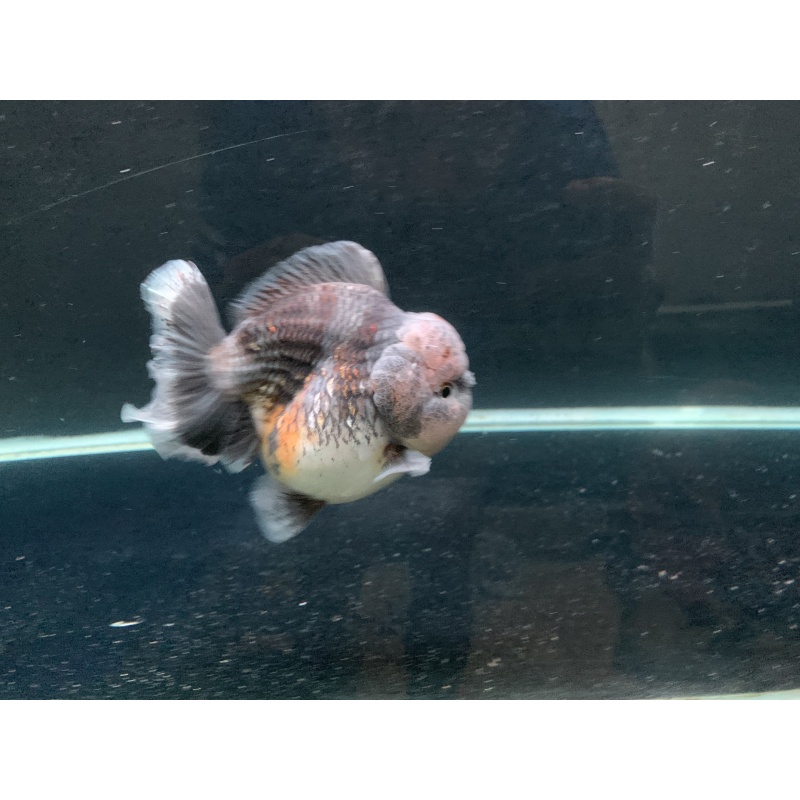 Oranda short tail