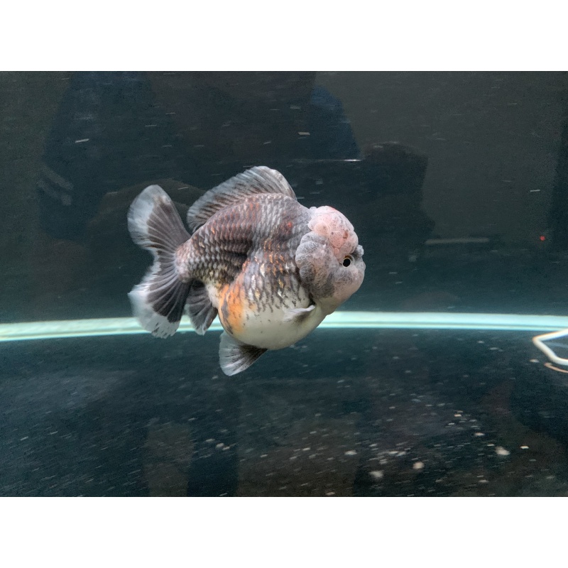 Oranda short tail