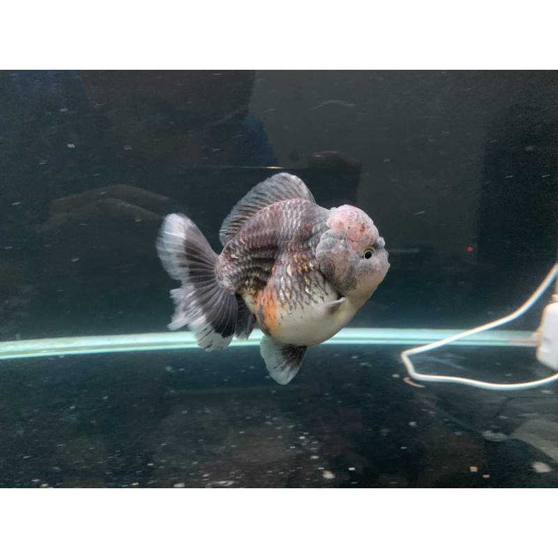 Oranda short tail