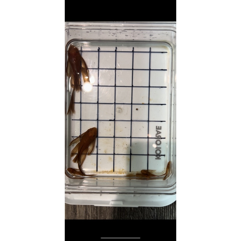 Bristlenose Pleco Long Fin Super Red Pair
