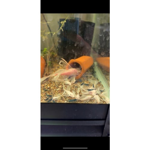 Bristlenose Pleco Long Fin Snow White Pair
