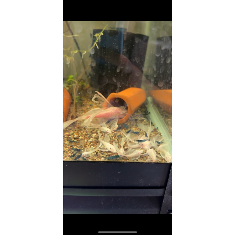 Bristlenose Pleco Long Fin Snow White Pair