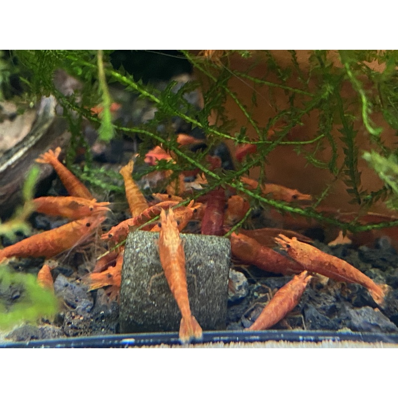 Blood Orange shrimp 10+1+bonus items