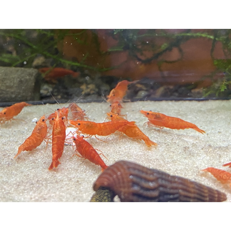 Blood Orange shrimp 10+1+bonus items