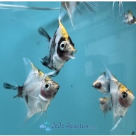 6 KOI Angelfish - Pterophyllum scalare - Tank-Raised, Live Arrival Guaranteed