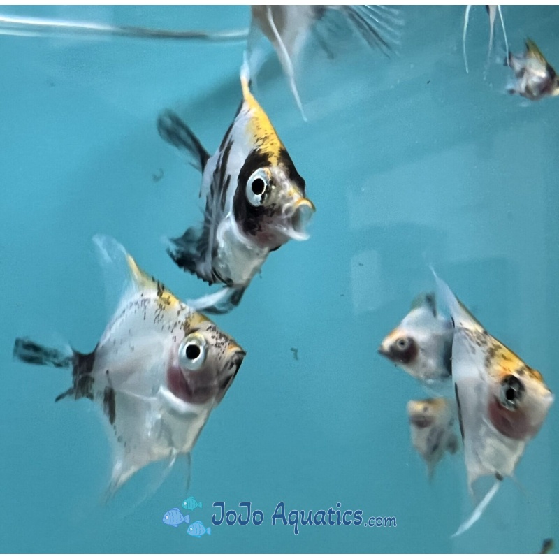 6 KOI Angelfish - Pterophyllum scalare - Tank-Raised, Live Arrival Guaranteed