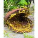 Sterculia Pods x5