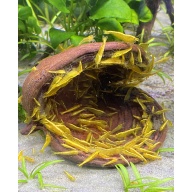 Sterculia Pods x5
