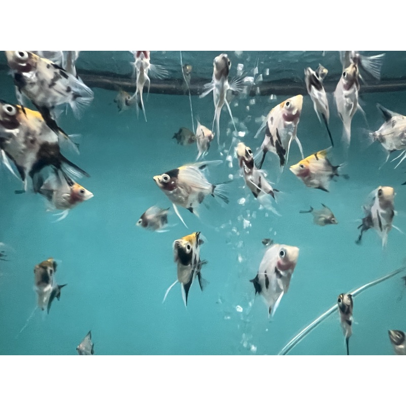 6 KOI Angelfish - Pterophyllum scalare - Tank-Raised, Live Arrival Guaranteed