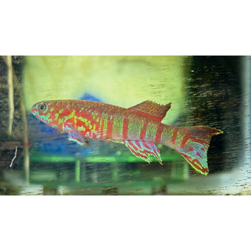 Fundulopanchax sjoestedti Loe Breeding Pair