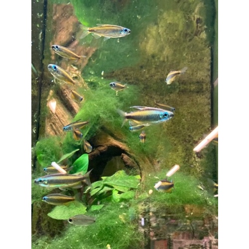 Group of 9 Rare Lampeye Congo Tetras (Phenacogrammus aurantiacus)