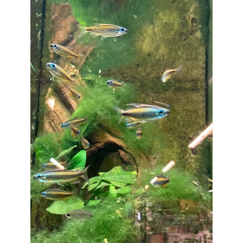 Group of 9 Rare Lampeye Congo Tetras (Phenacogrammus aurantiacus)
