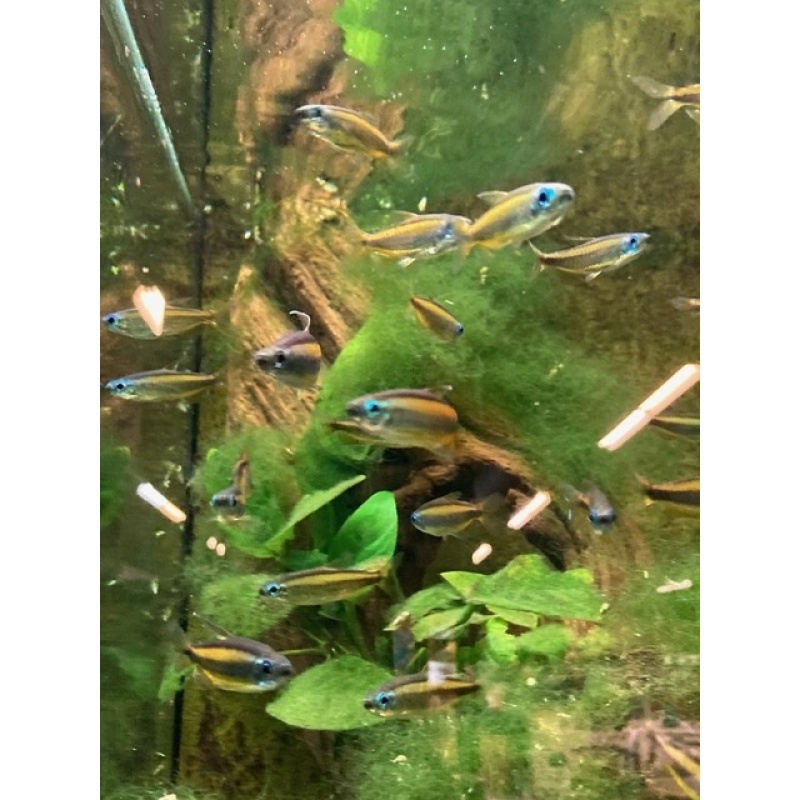 Group of 9 Rare Lampeye Congo Tetras (Phenacogrammus aurantiacus)