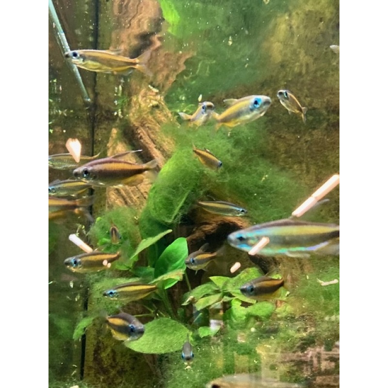 Group of 9 Rare Lampeye Congo Tetras (Phenacogrammus aurantiacus)