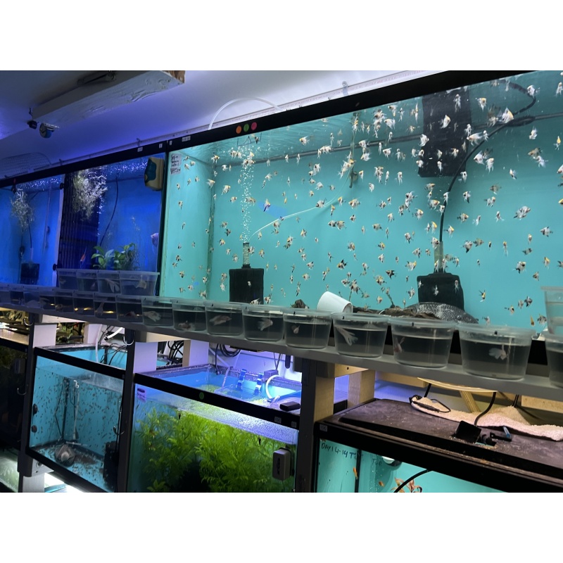 6 KOI Angelfish - Pterophyllum scalare - Tank-Raised, Live Arrival Guaranteed