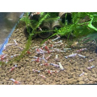 Red Fancy Tiger shrimp 20+2+Bonus Items