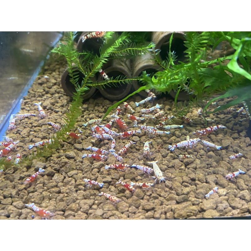 Red Fancy Tiger shrimp 10+1+Bonus Items