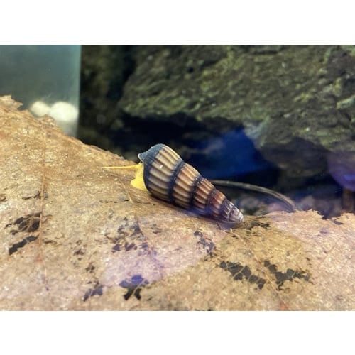 Sulawesi Orange Poso Snails x5