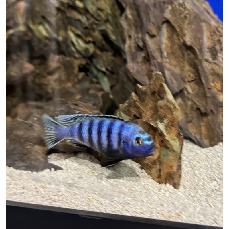 Pseudotropheus Chindongo Saulosi