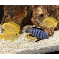 Pseudotropheus Chindongo Saulosi