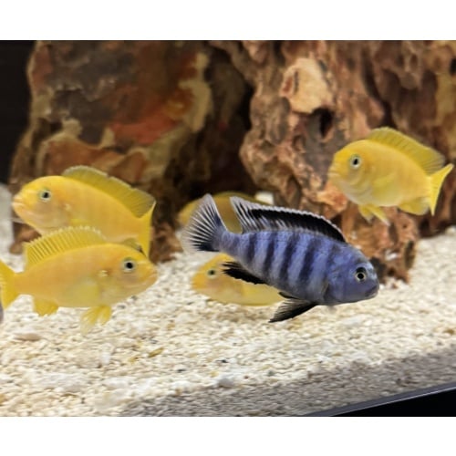Pseudotropheus Chindongo Saulosi
