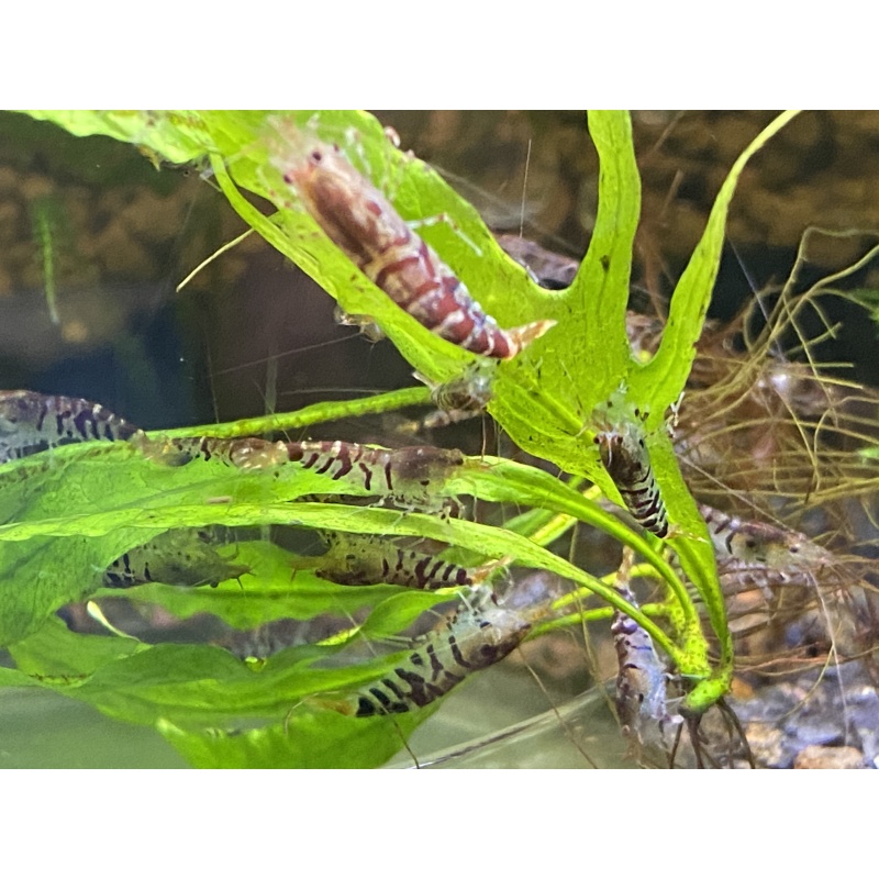Super Tiger shrimp (Wild Form) 10+1+Bonus Items