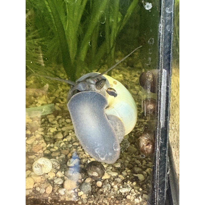 (5) Myster Snails (Nickel Size or Larger!)