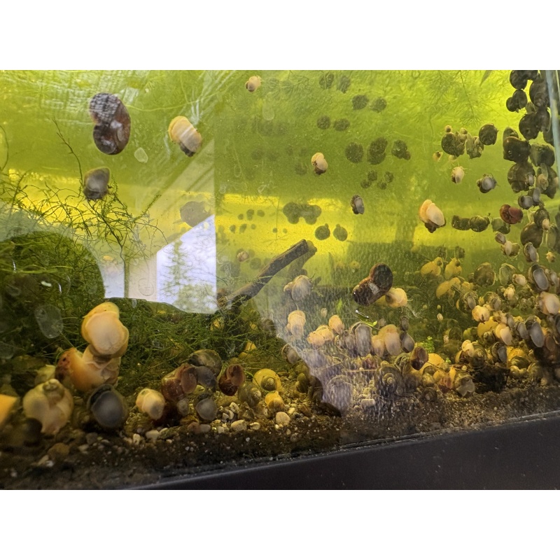 (5) Myster Snails (Nickel Size or Larger!)