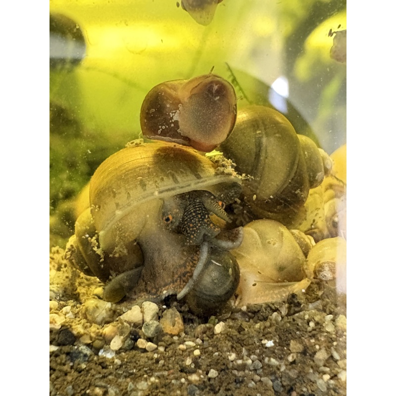 (5) Myster Snails (Nickel Size or Larger!)