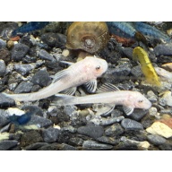 Snow White Bristlenose Pleco Juveniles