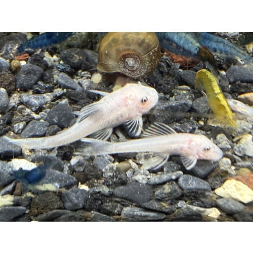 Snow White Bristlenose Pleco Juveniles