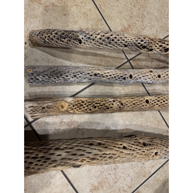 Clean Natural Arizona Cholla 2in diameter x 12in length