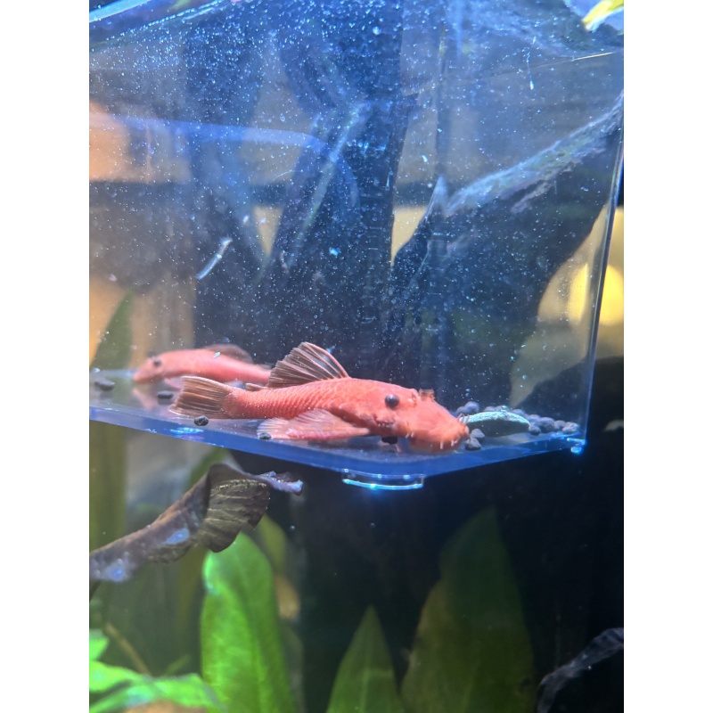 ADULT MALE Super Red Bristlenose Pleco - Manhattan Tank-Bred - "3.5-4" - UPS OverNight