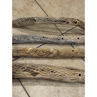 Clean Natural Arizona Cholla 2in diameter x 12in length