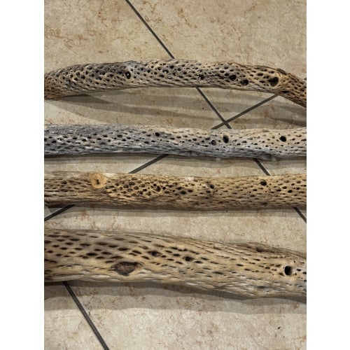 Clean Natural Arizona Cholla 2in diameter x 12in length