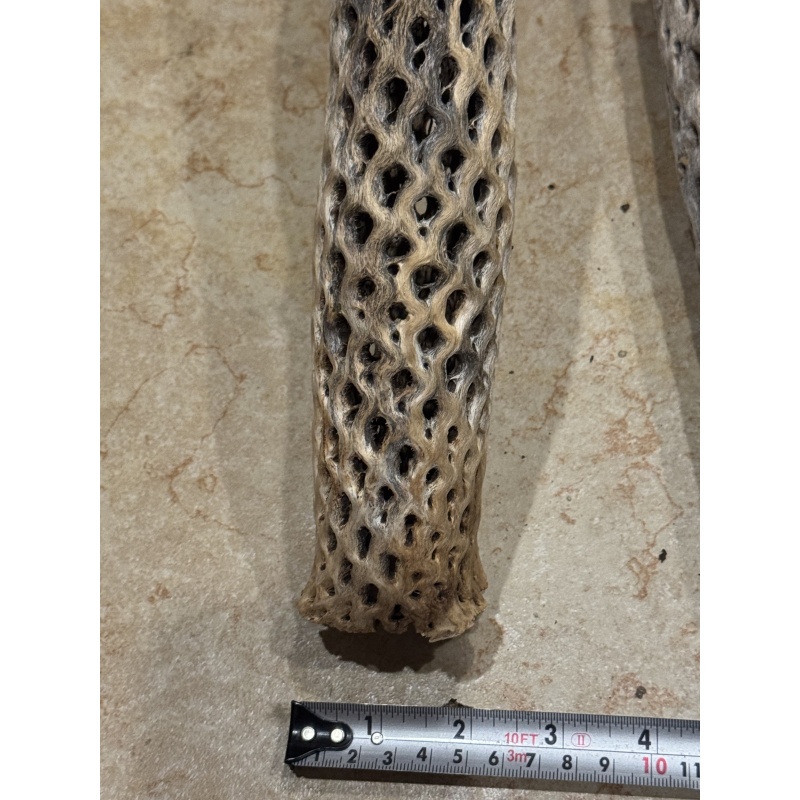 Clean Natural Arizona Cholla 2in diameter x 12in length
